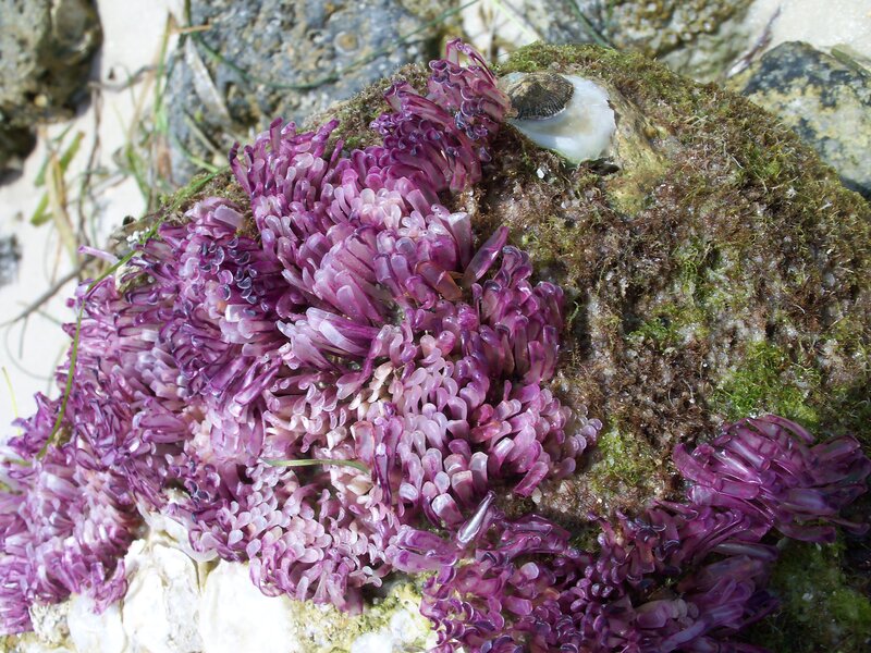 Purple Sea Anemones