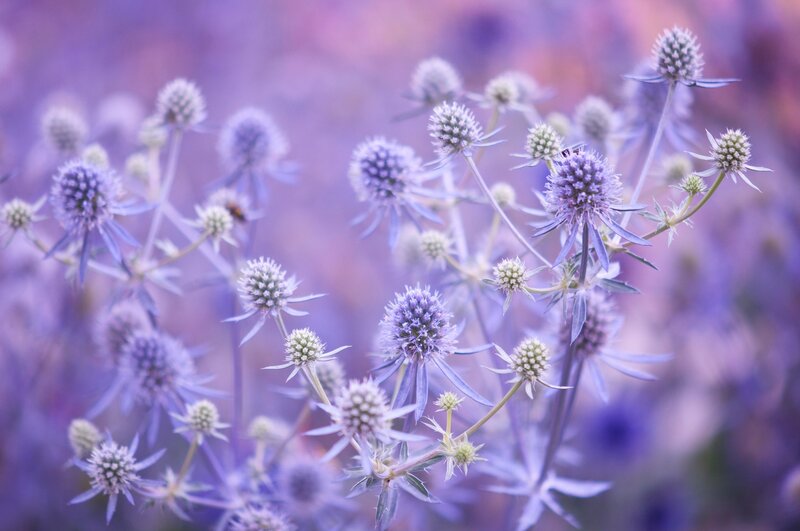 Purple Sea Holly Flowers