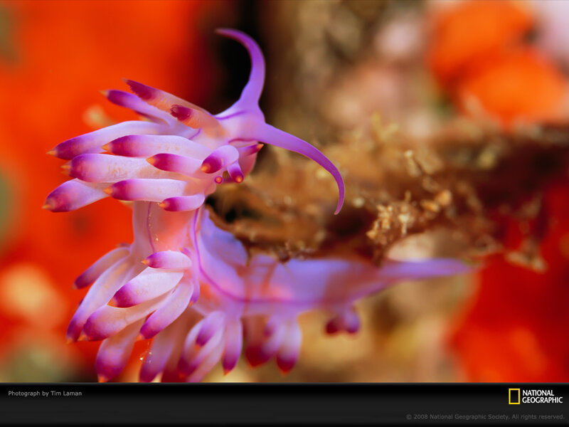 Purple sea slug on coral