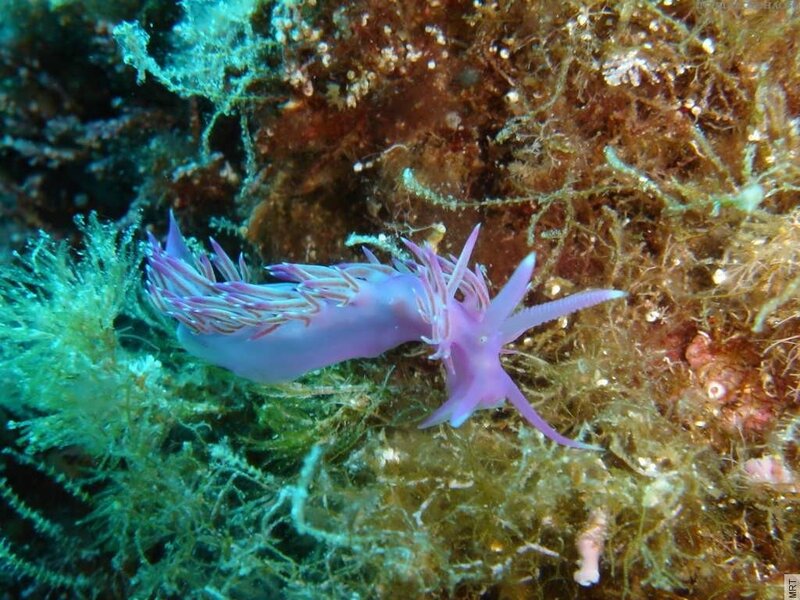 purple sea slug on coral reef
