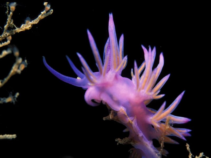 Purple sea slug on coral