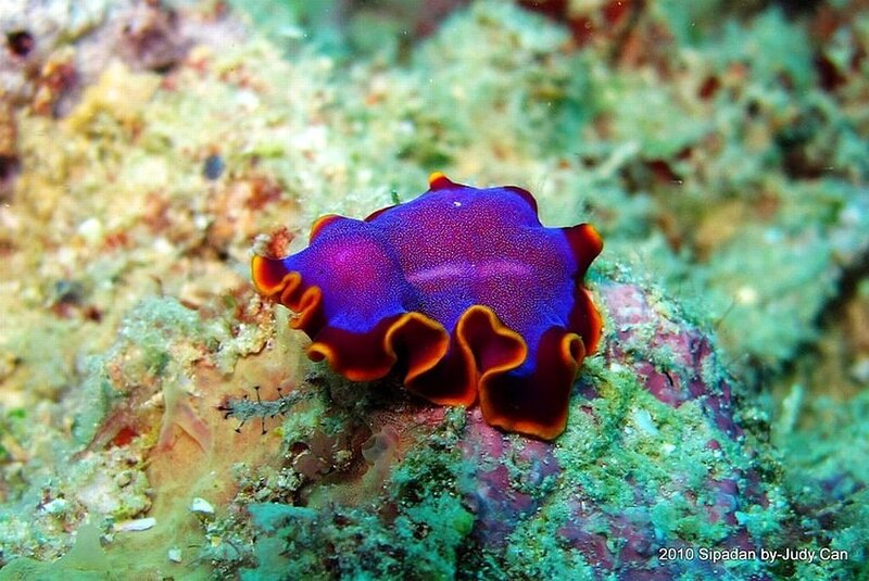 Purple Sea Slug