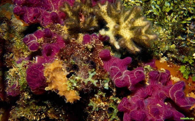 Purple Sea Sponges