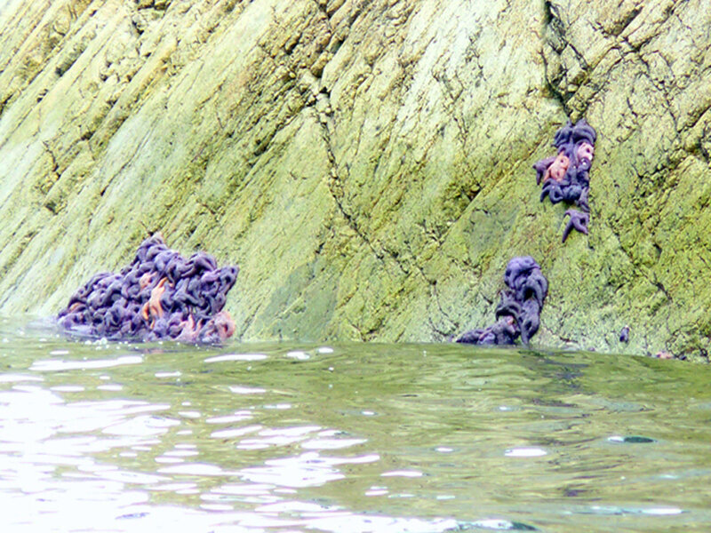 Purple Sea Stars on Rock