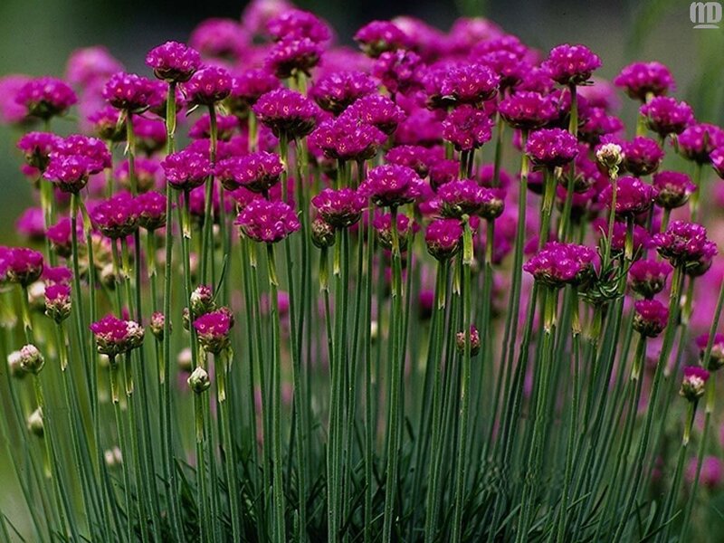 purple sea thrift flowers