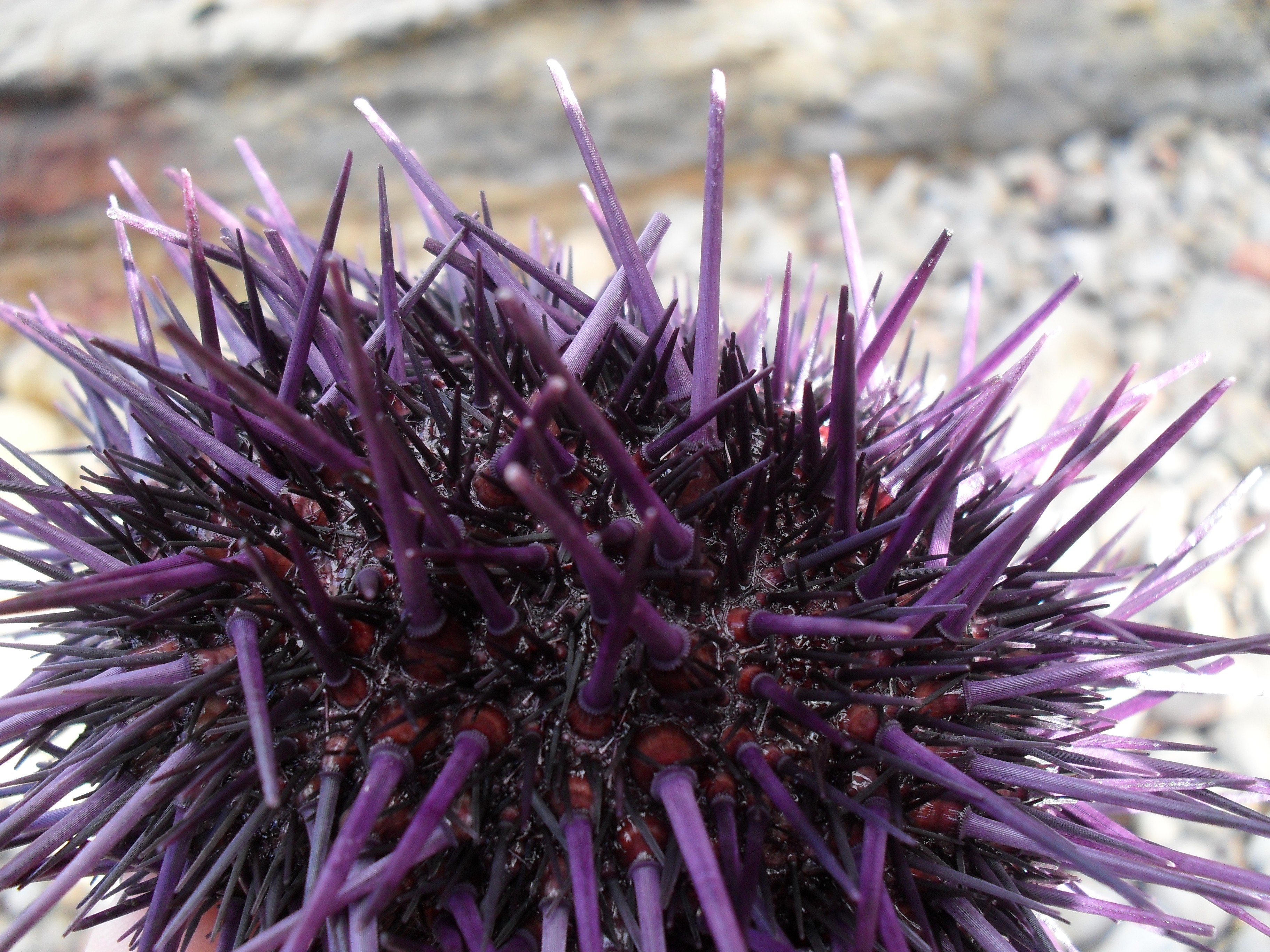 purple sea urchin