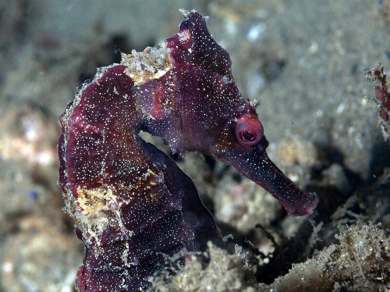 Purple Seahorse — Calm