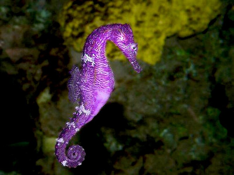 Purple Seahorse