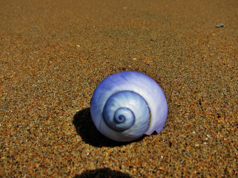 Purple Seashell on Sand — Serene