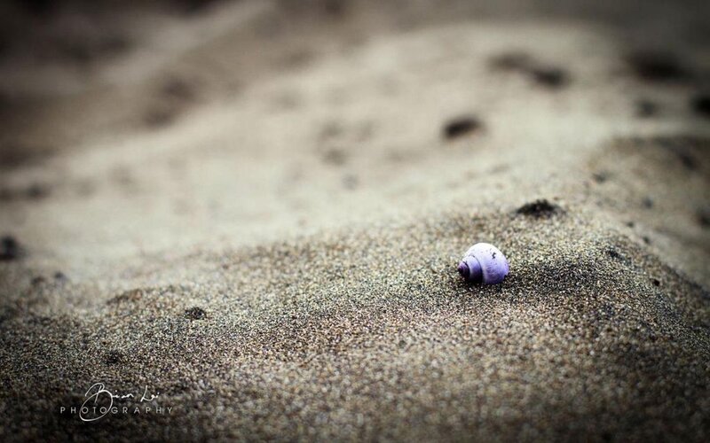 Purple Seashell on Sand