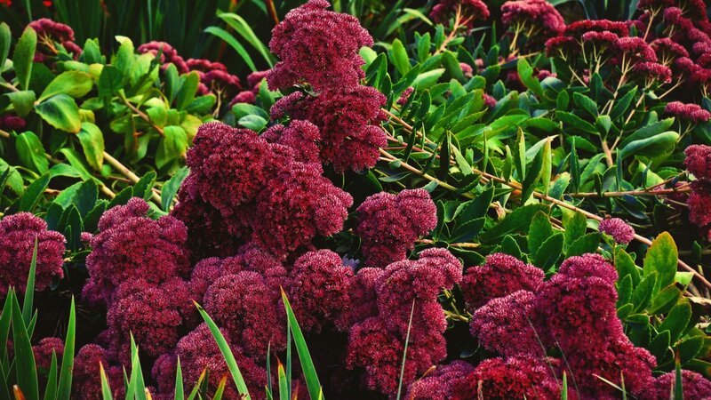 Purple Sedum Flowers — Natural