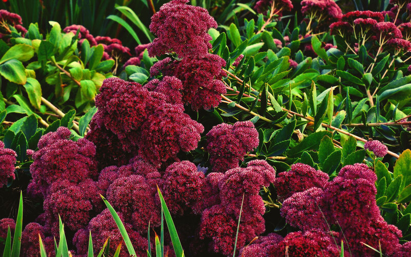 Purple Sedum Flowers