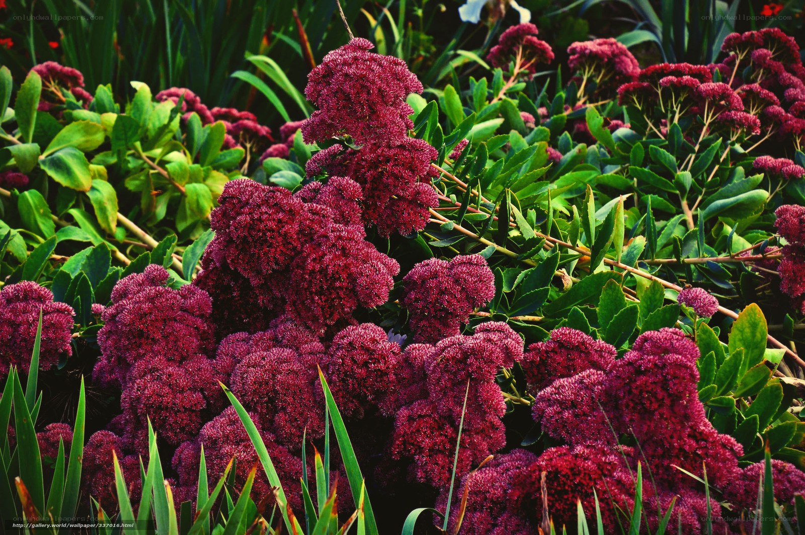 Purple Sedum in a Garden