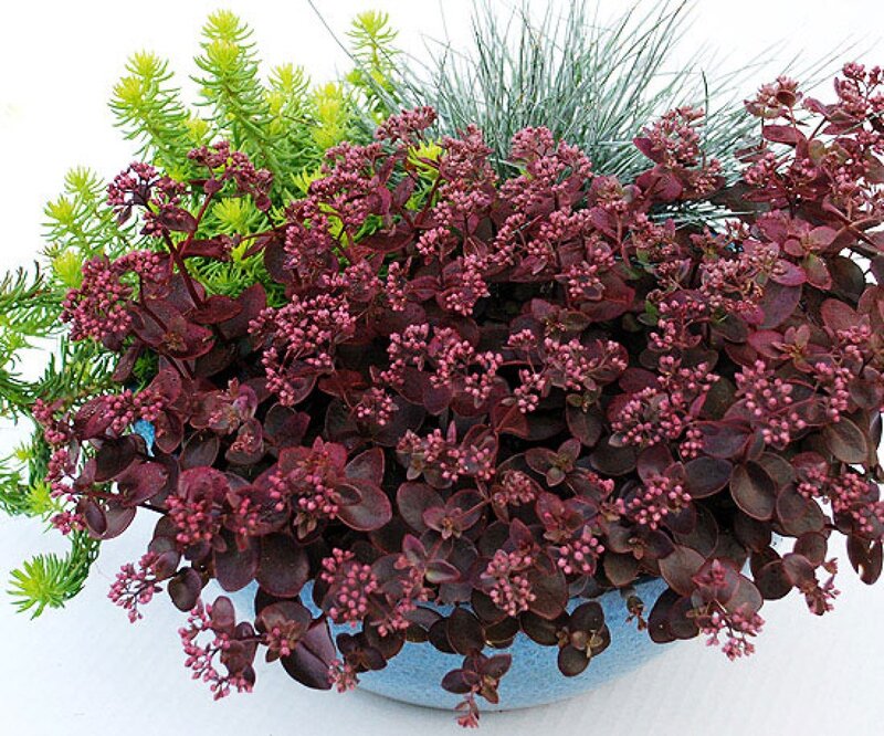 Purple Sedum Plant