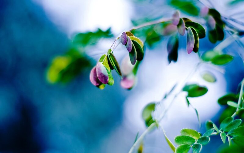 Purple Seed Pods on Branch