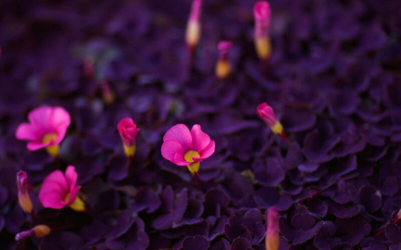 Purple Shamrock Flowers — Calm, Photograph