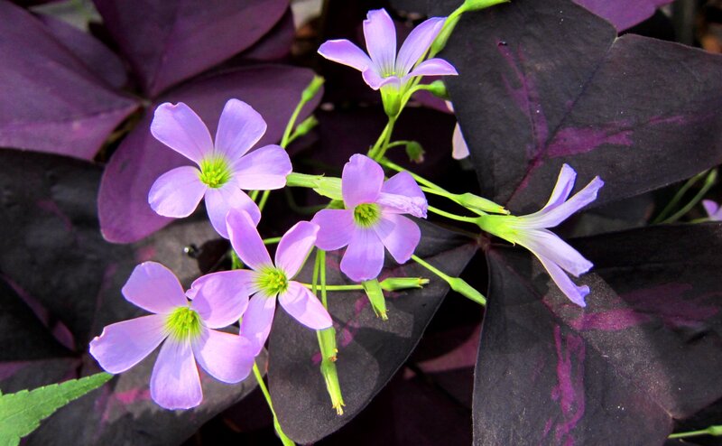 Purple Shamrock Flowers — Calm