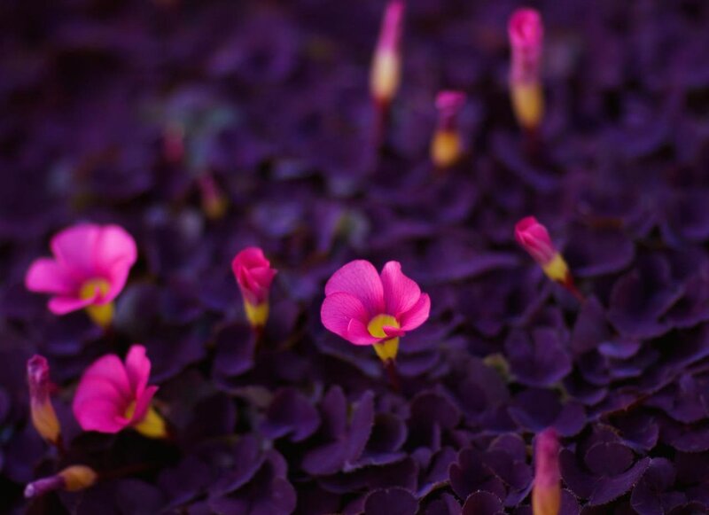 purple shamrock flowers