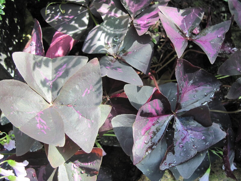 Purple Shamrock Leaves — Natural