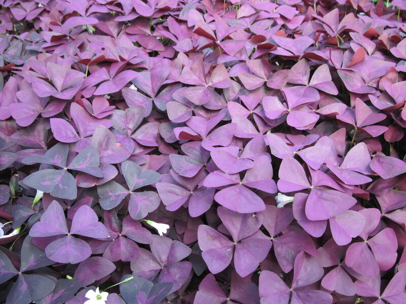 Purple Shamrock Leaves