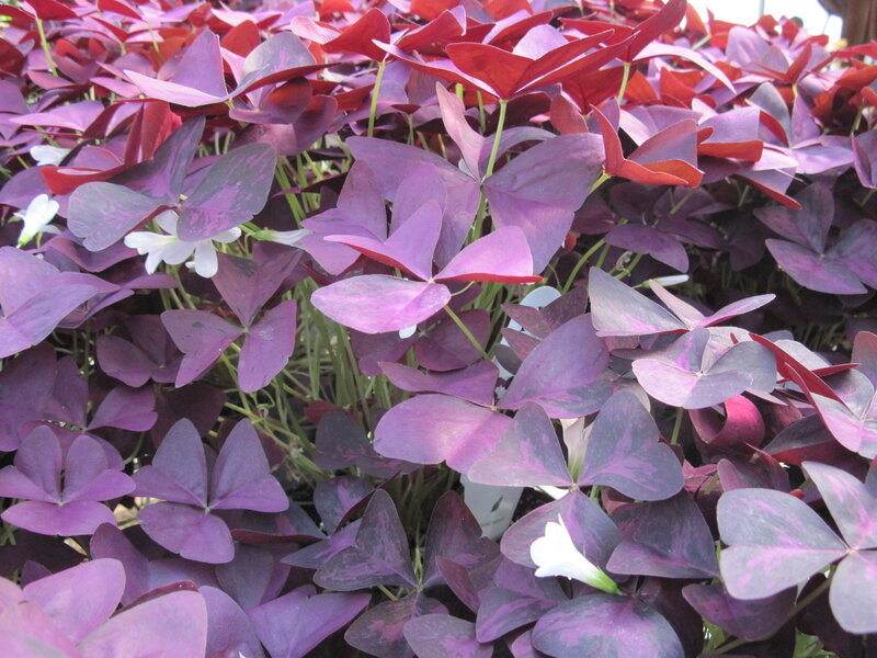 Purple Shamrock Plant