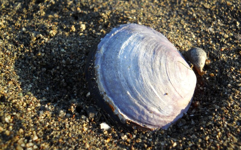 purple shell on sandy beach