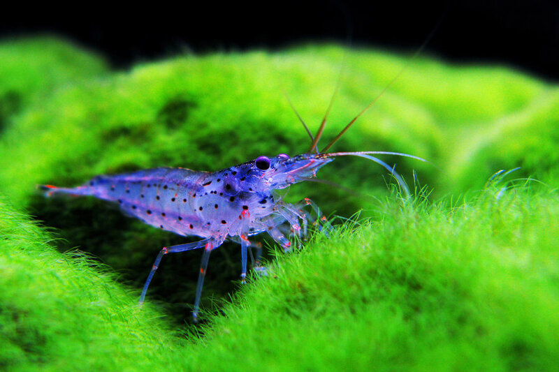 Purple Shrimp on Moss