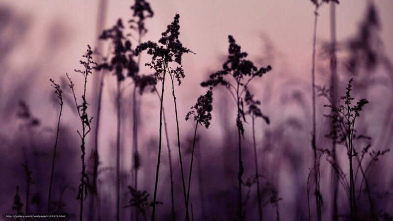 Purple Silhouetted Grasses