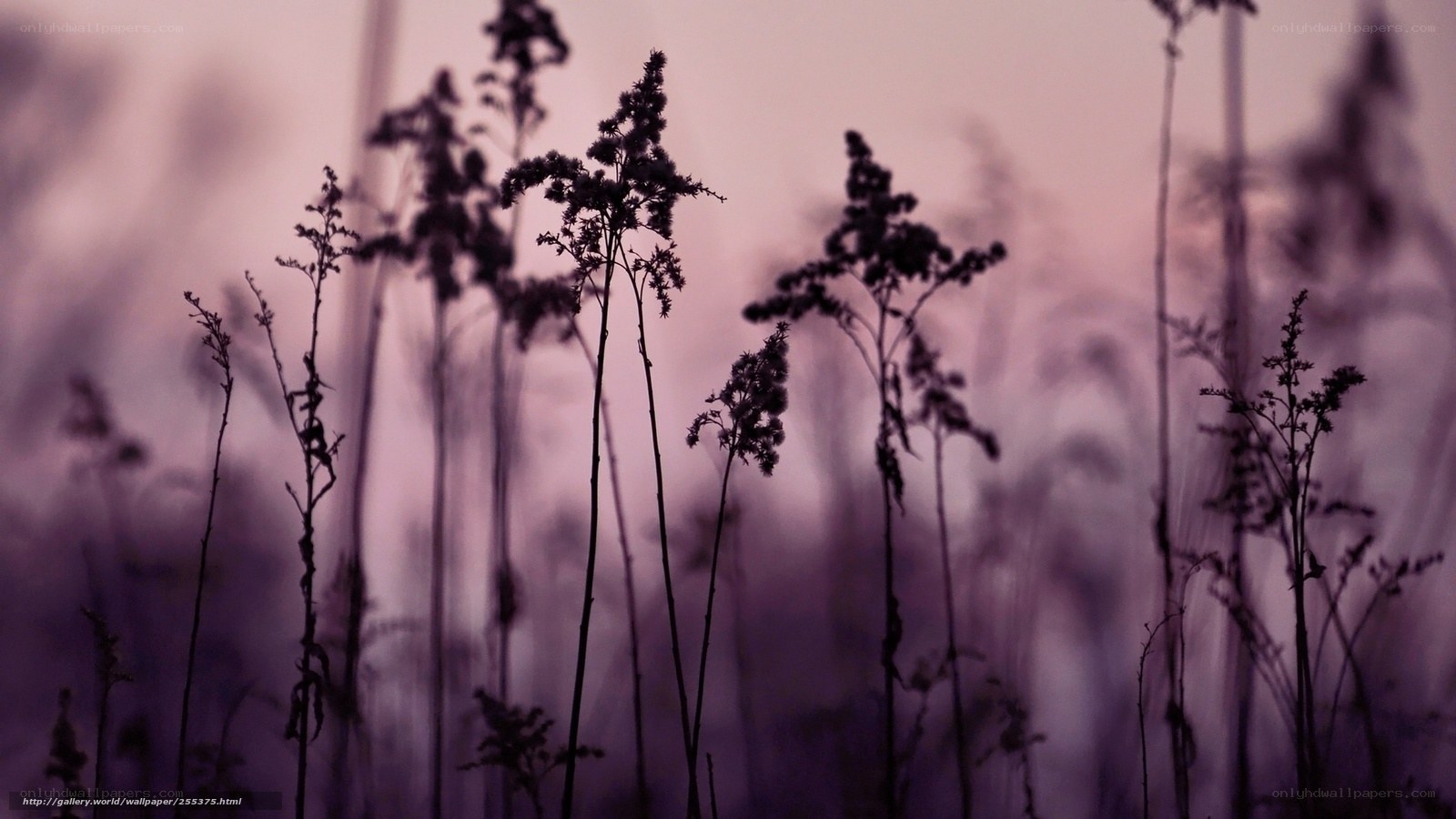 Purple Silhouetted Grasses