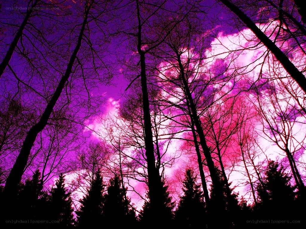 Purple sky forest silhouette
