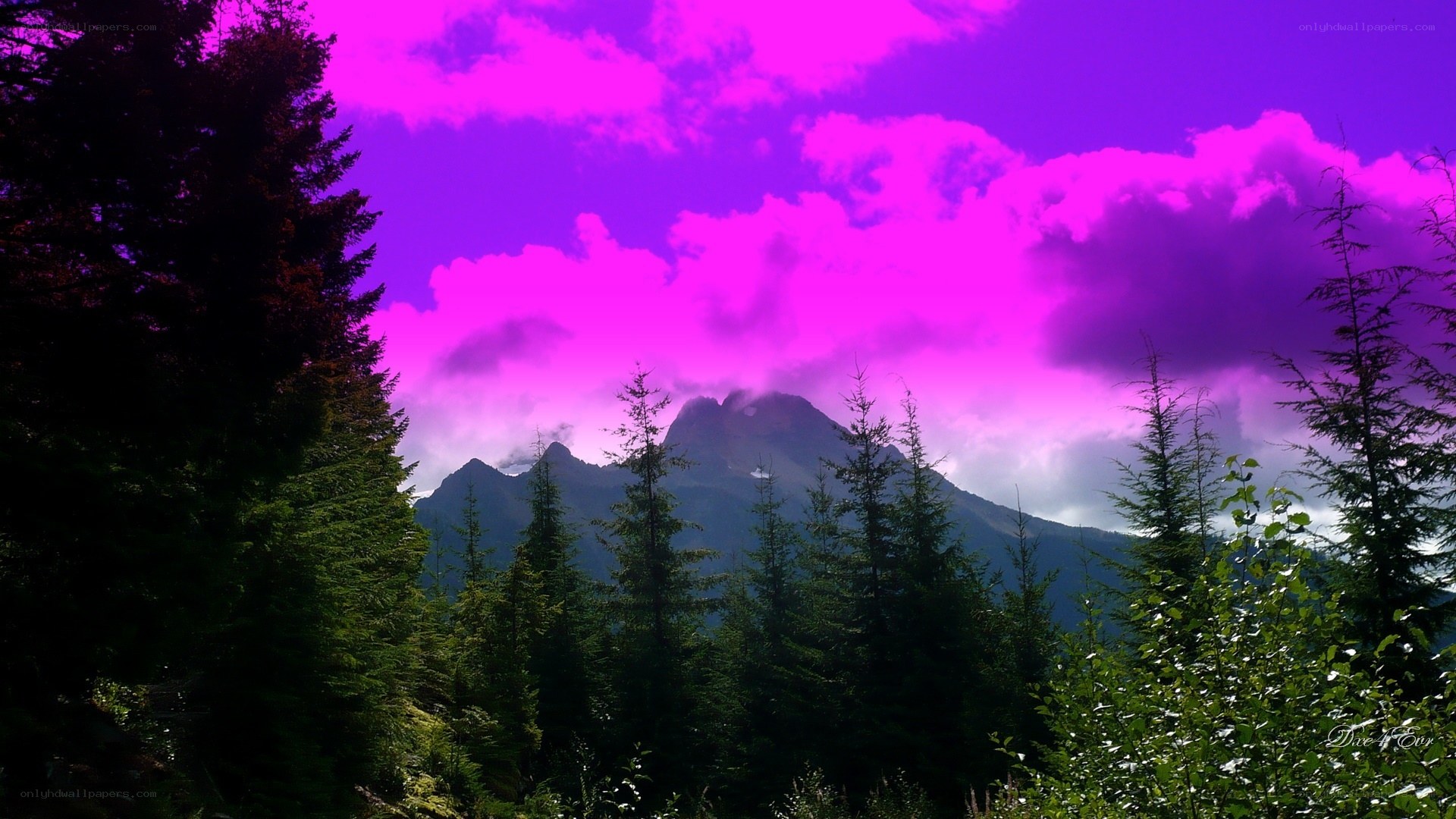 Purple sky over mountain forest