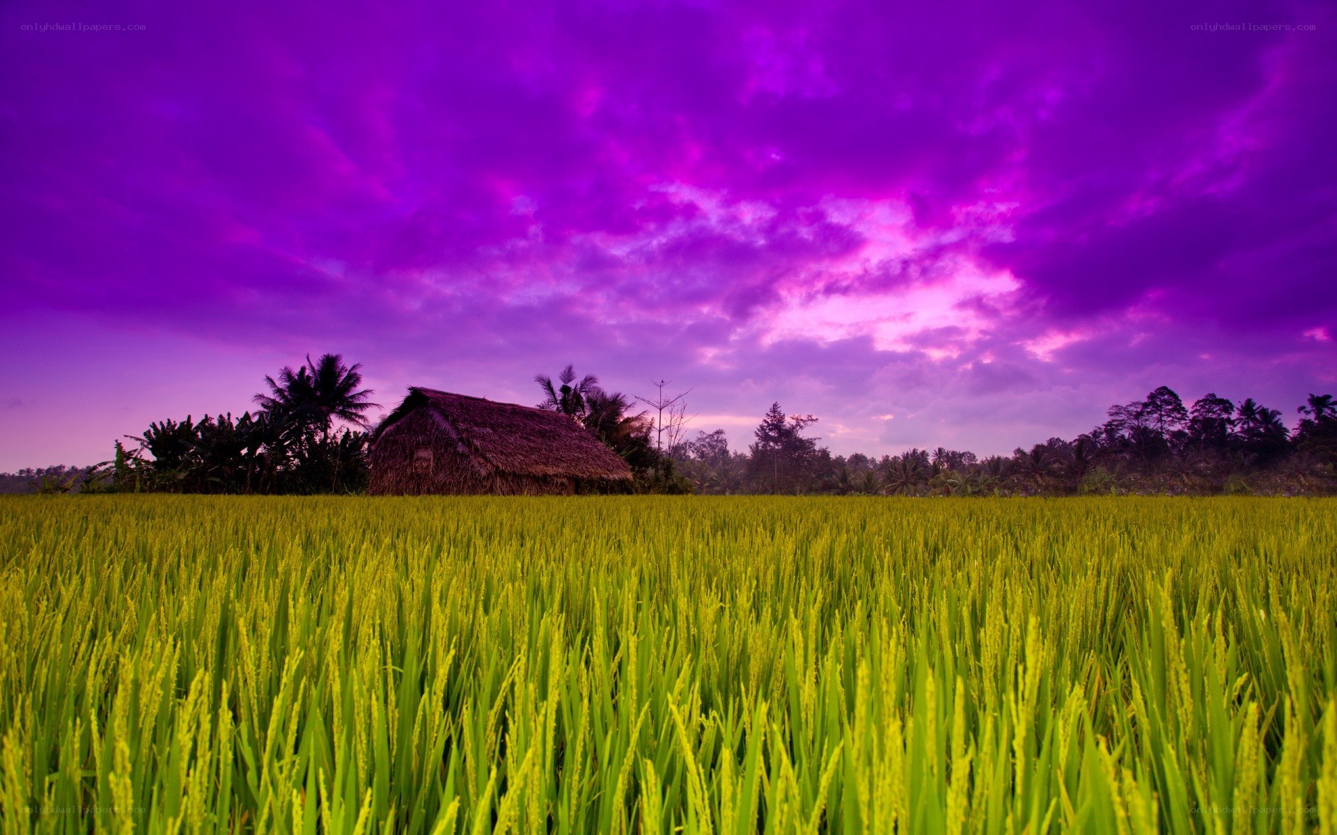 Purple sky over rice field