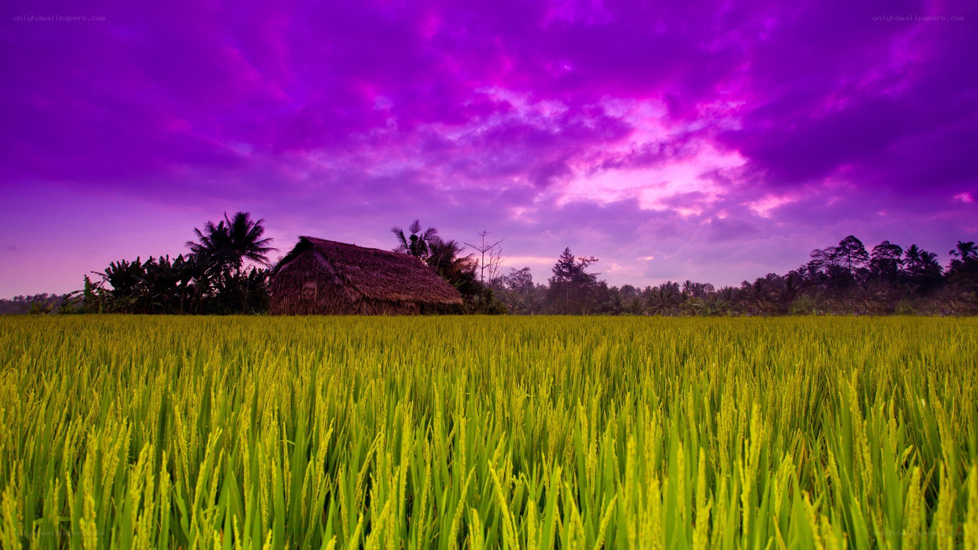 Purple sky over rice field