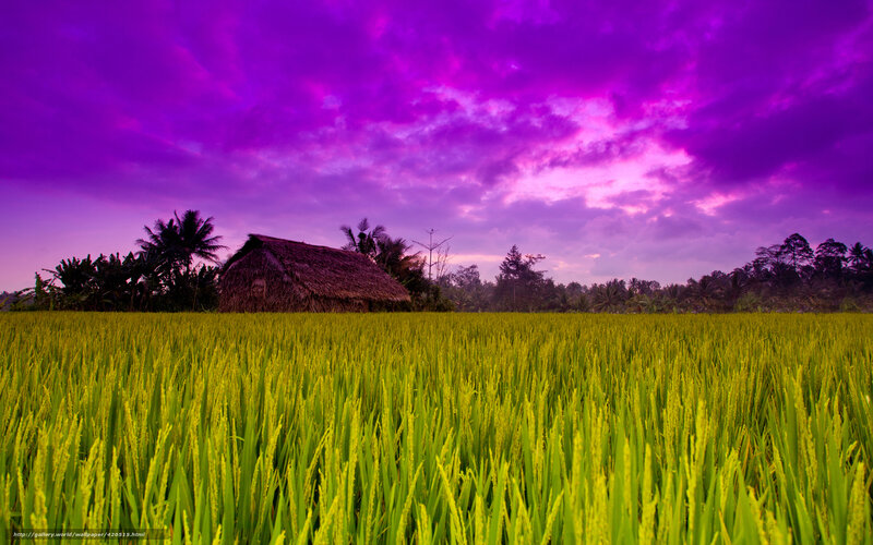 Purple Sky Over Rice Field