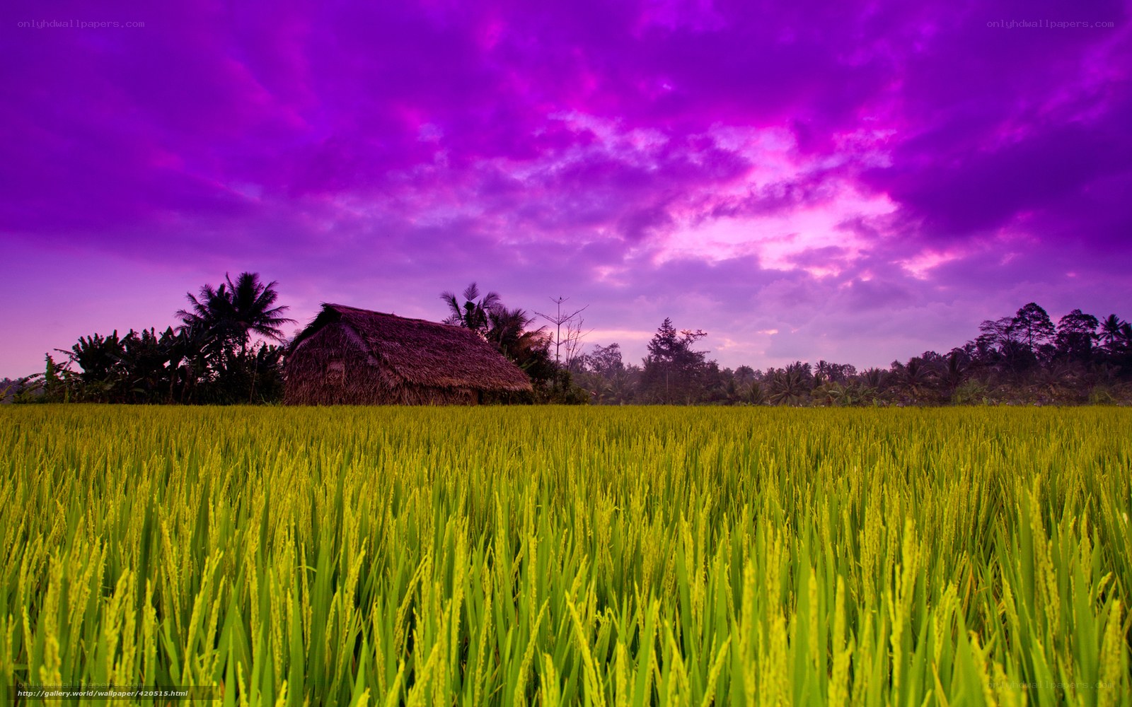 Purple Sky Over Rice Field
