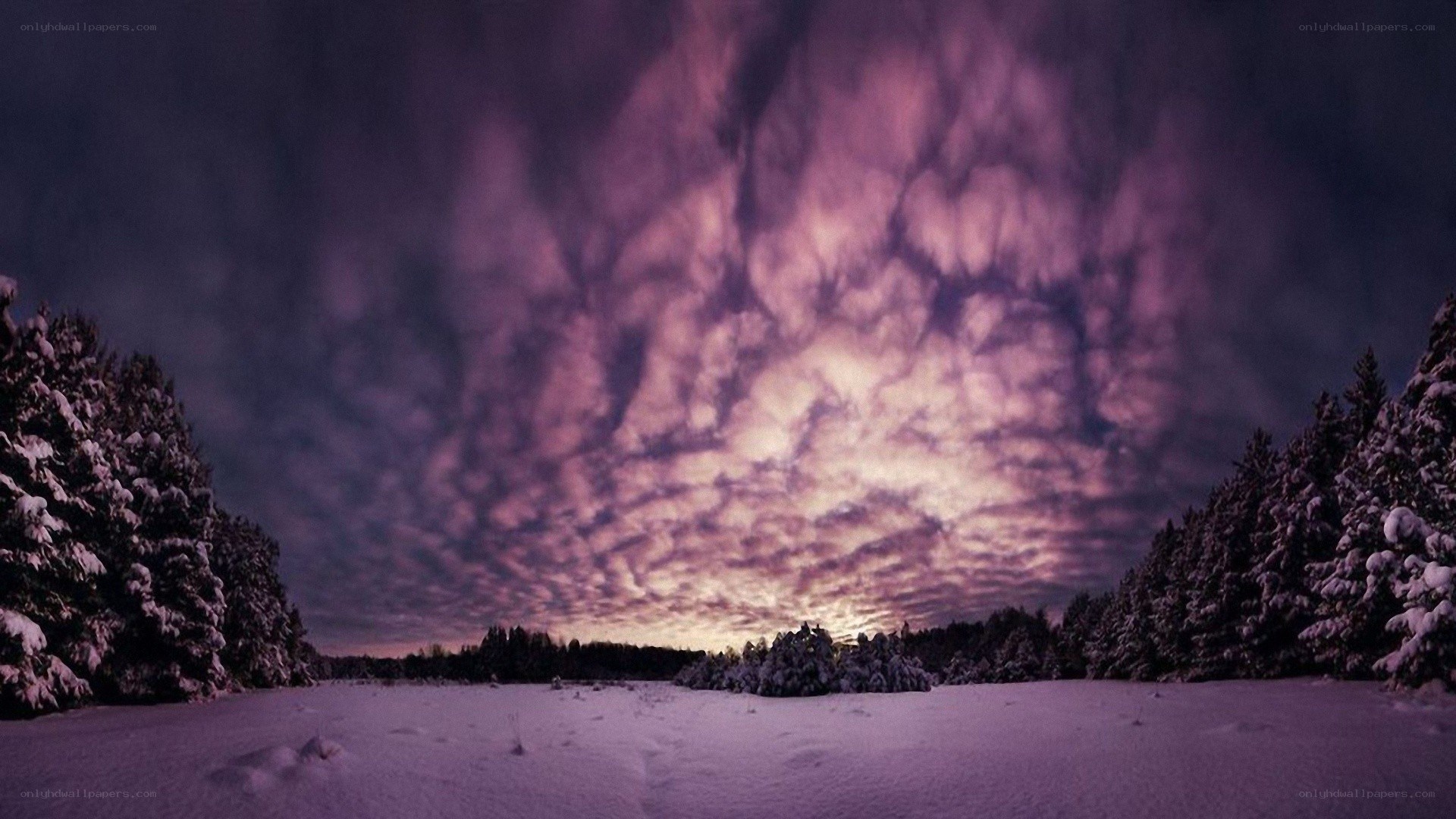 Purple sky over snowy forest