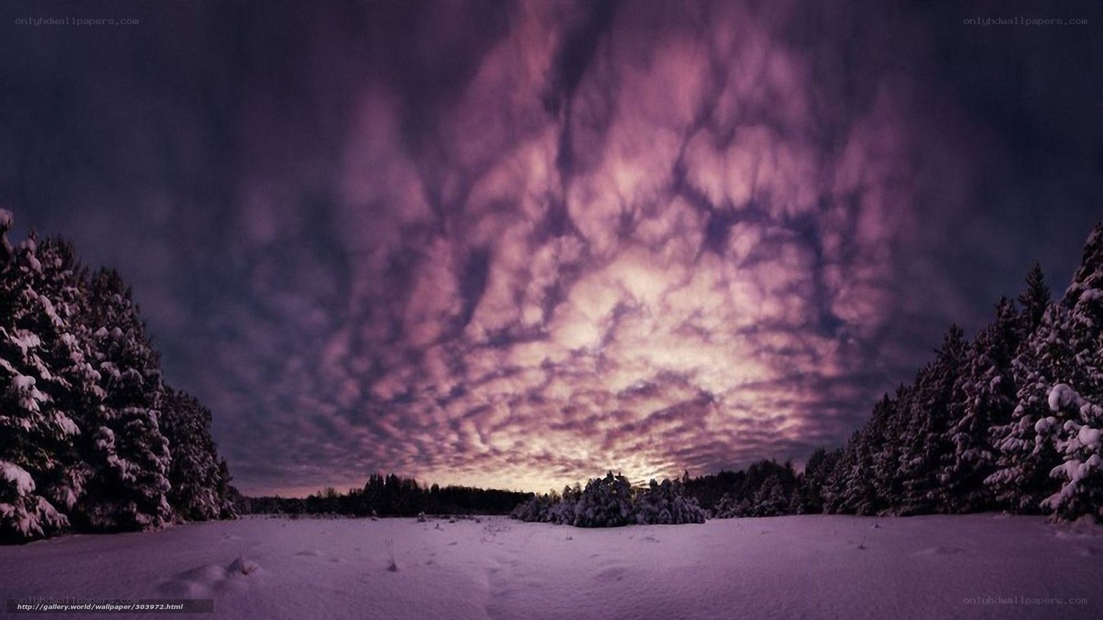 Purple Sky Over Snowy Forest