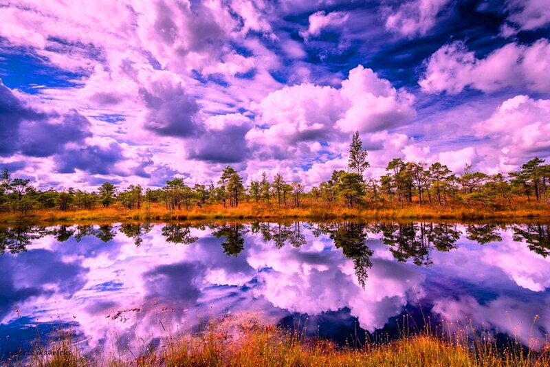 Purple Sky over Swamp