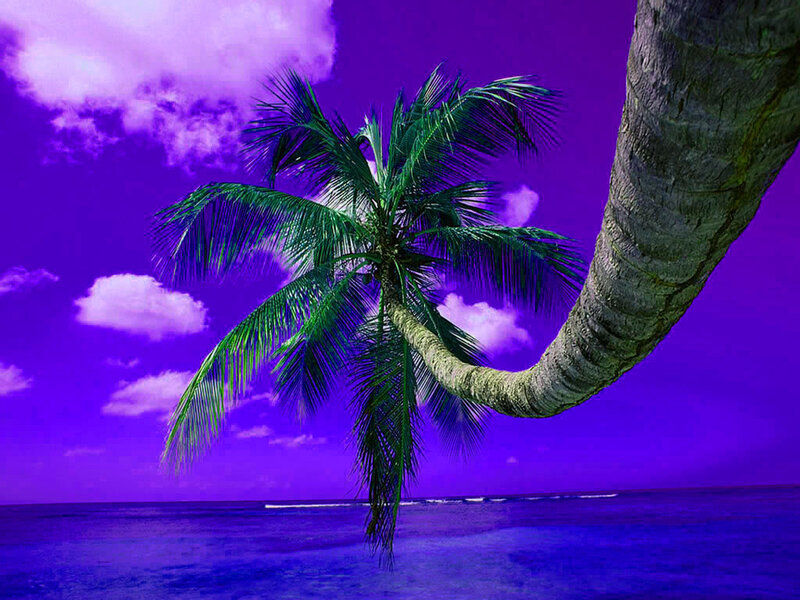 Purple sky palm tree beach