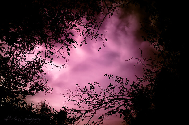 purple sky through tree branches