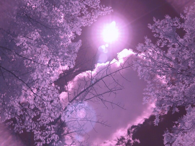 purple sky through trees