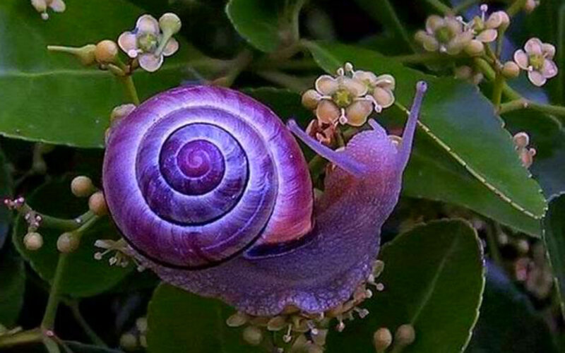 Purple Snail on Plant — Calm, Morning