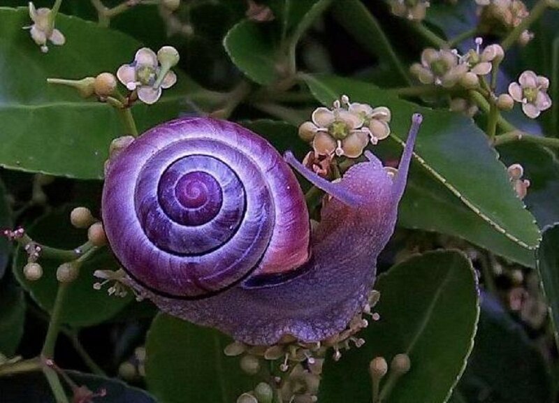 Purple Snail on Plant — Calm