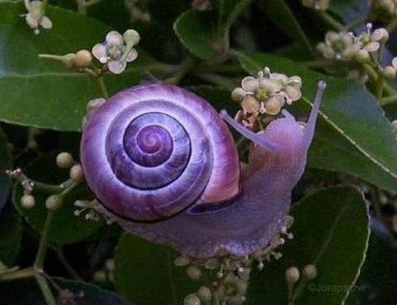 Purple Snail on Plant