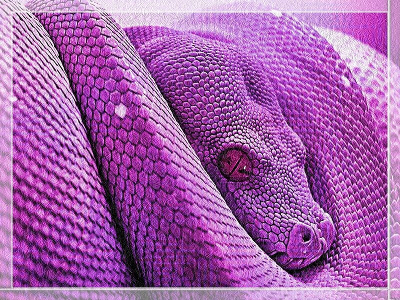 purple snake close-up