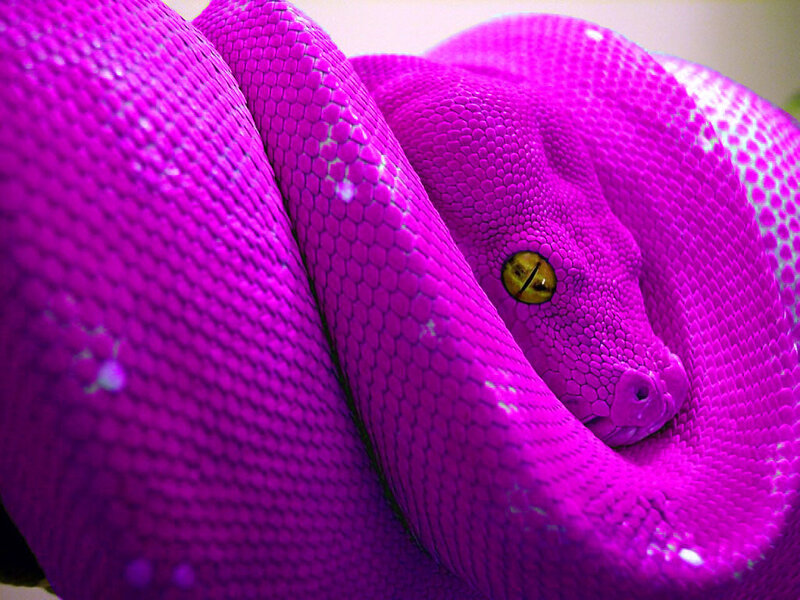 Purple Snake Coiled