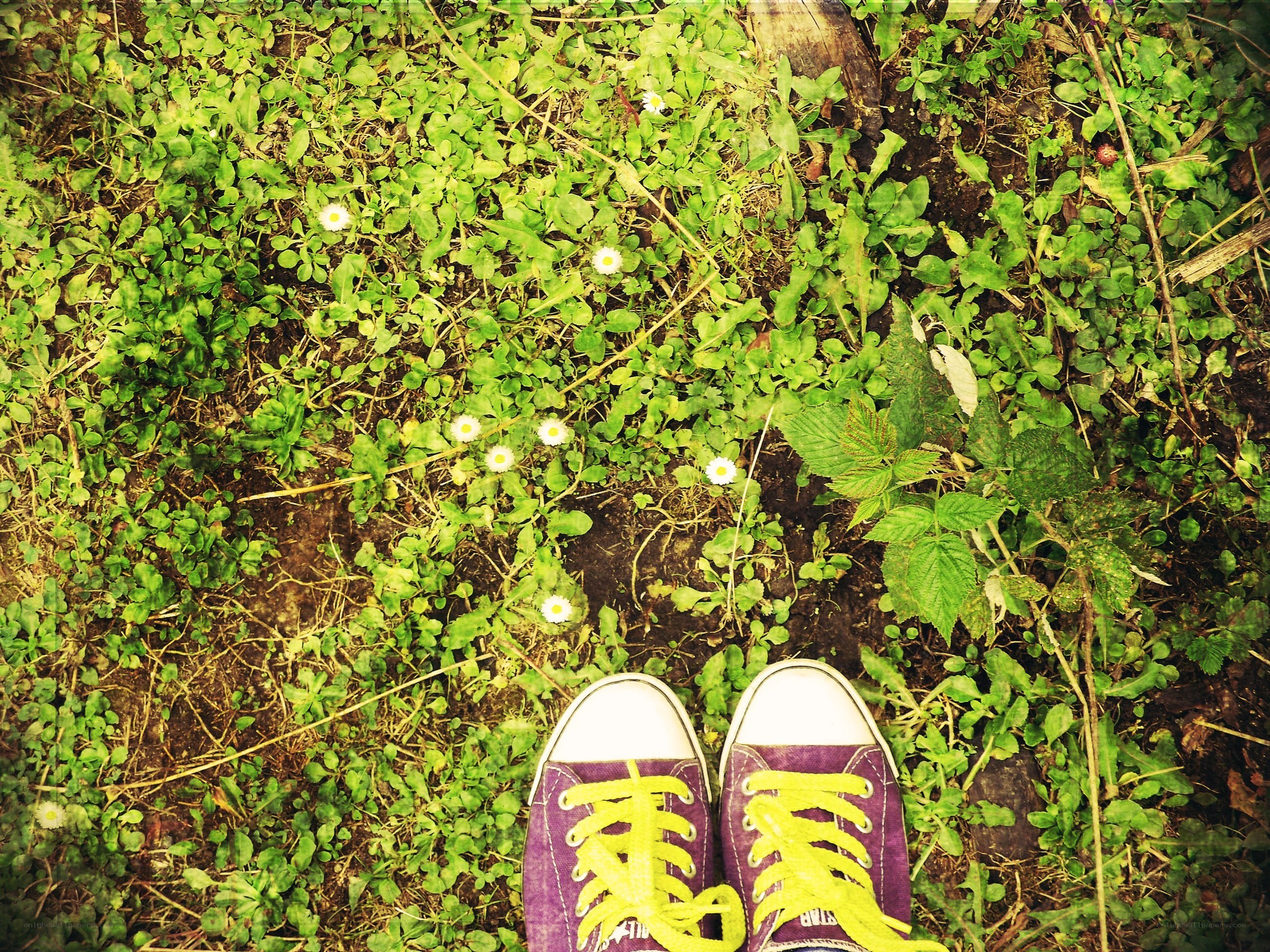 purple sneakers on grass