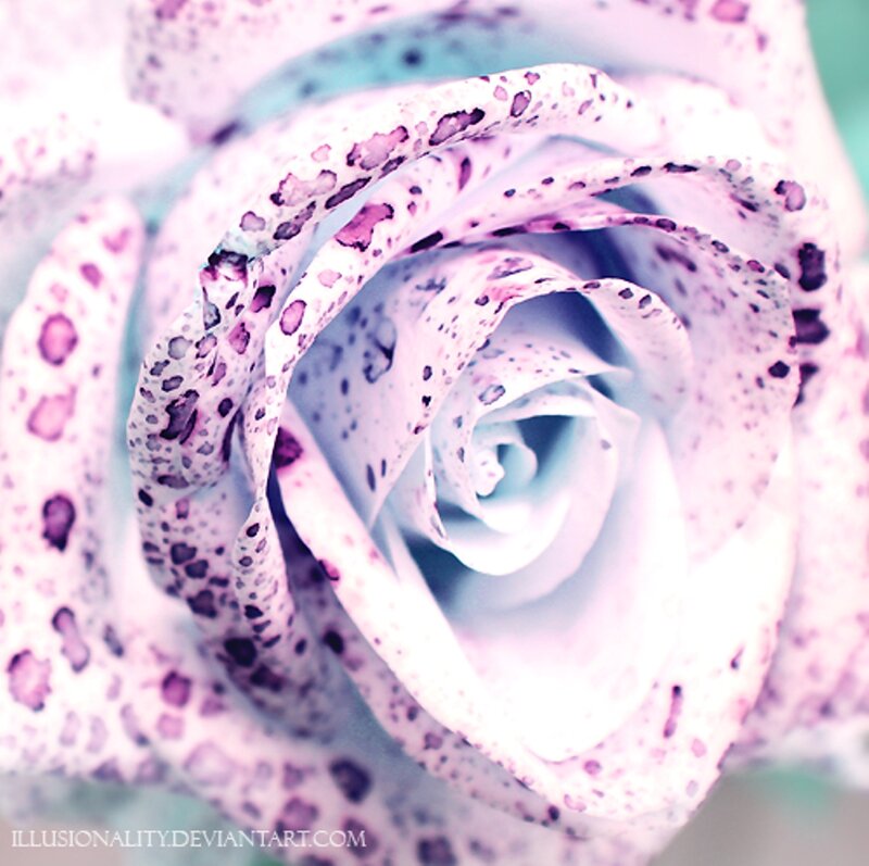 Purple Speckled Rose
