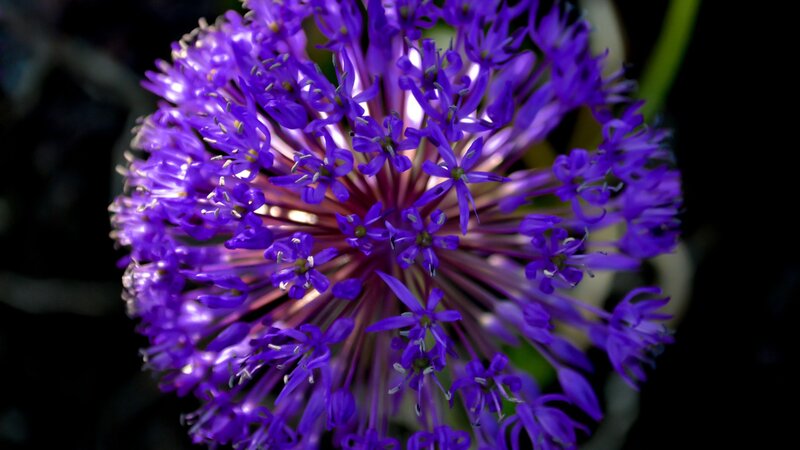 purple spherical flower bloom