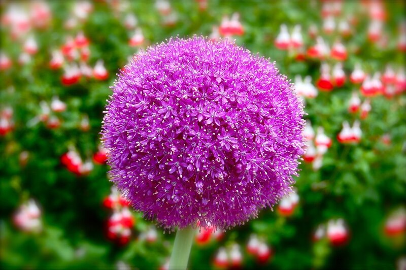 Purple spherical flower in garden